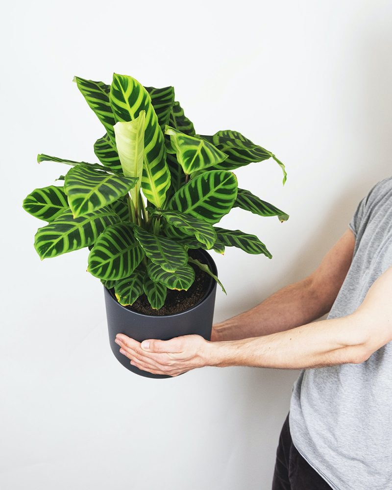 The hands of a person holding a black pot with a calathea inside.