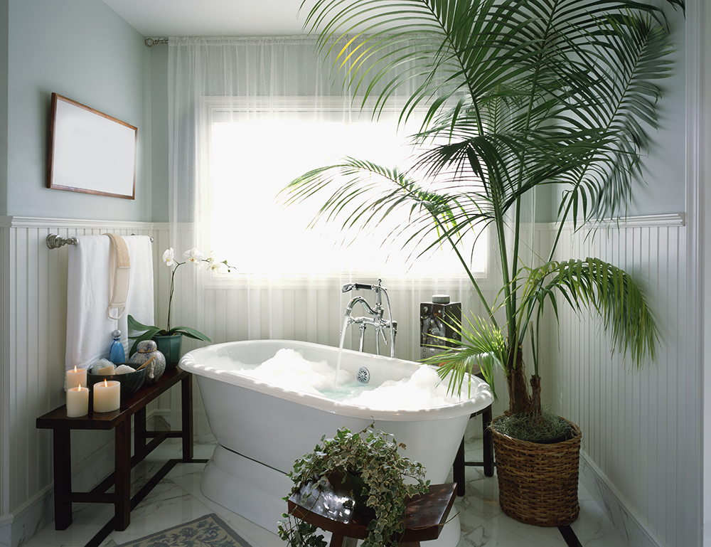 Bright bathroom with white bathtub, large palm plant and English ivy plant.