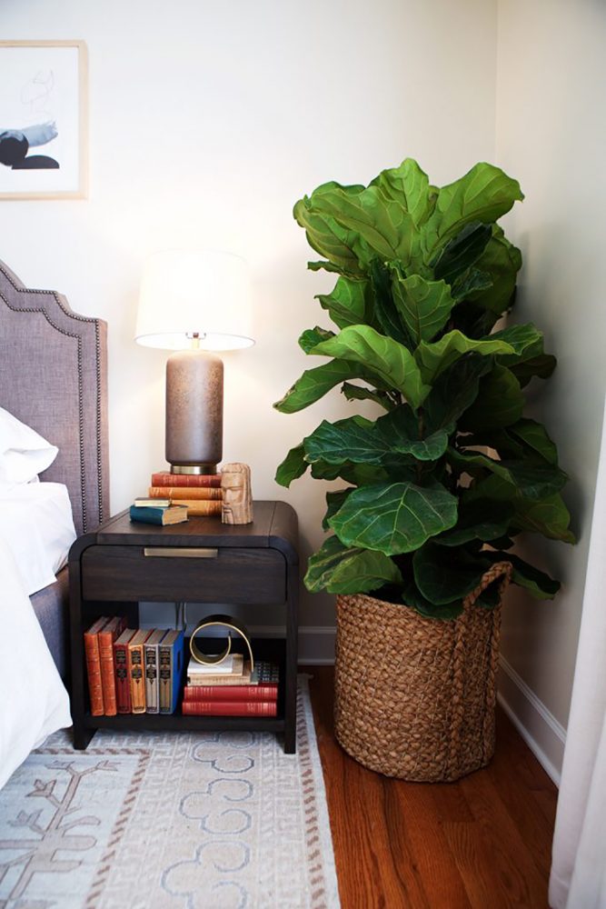 Tall bushy fiddle leaf fig bush in a basket next to a wooden side table.