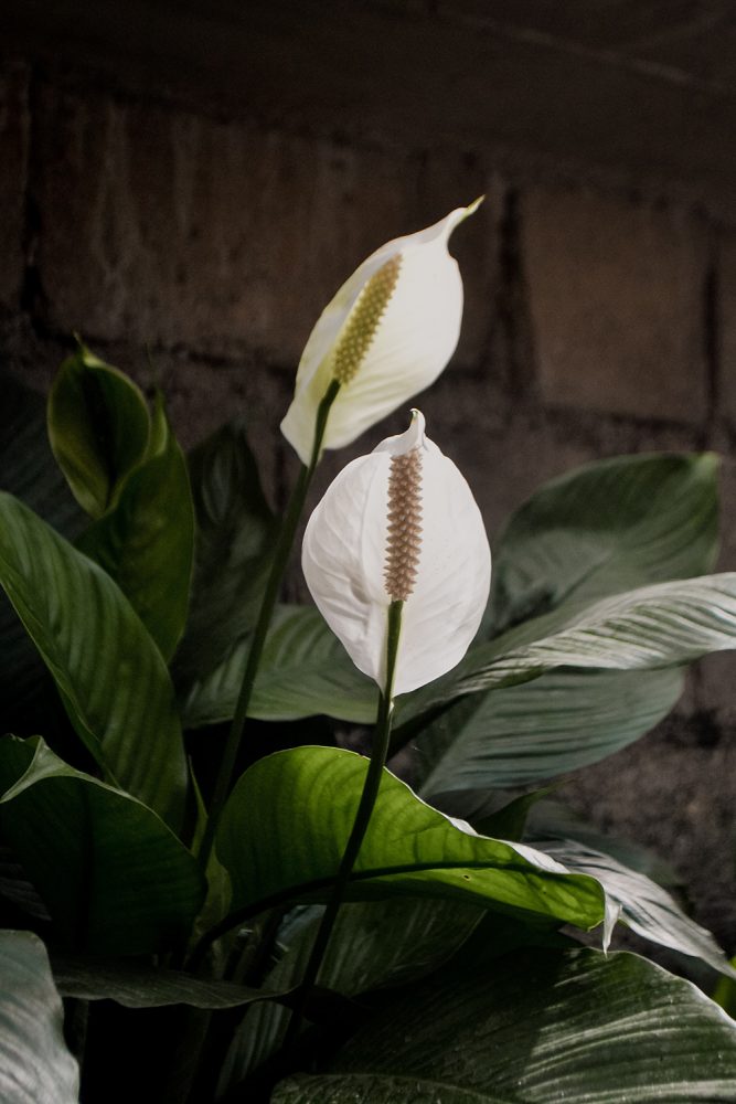 Close-up of peace lily, with dark green leaves and elegant white flowers.