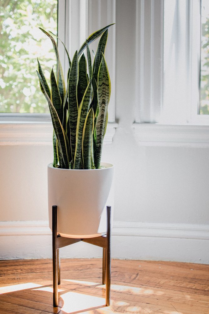 Snake plant in a white pot on a wooden stand in front of a window.