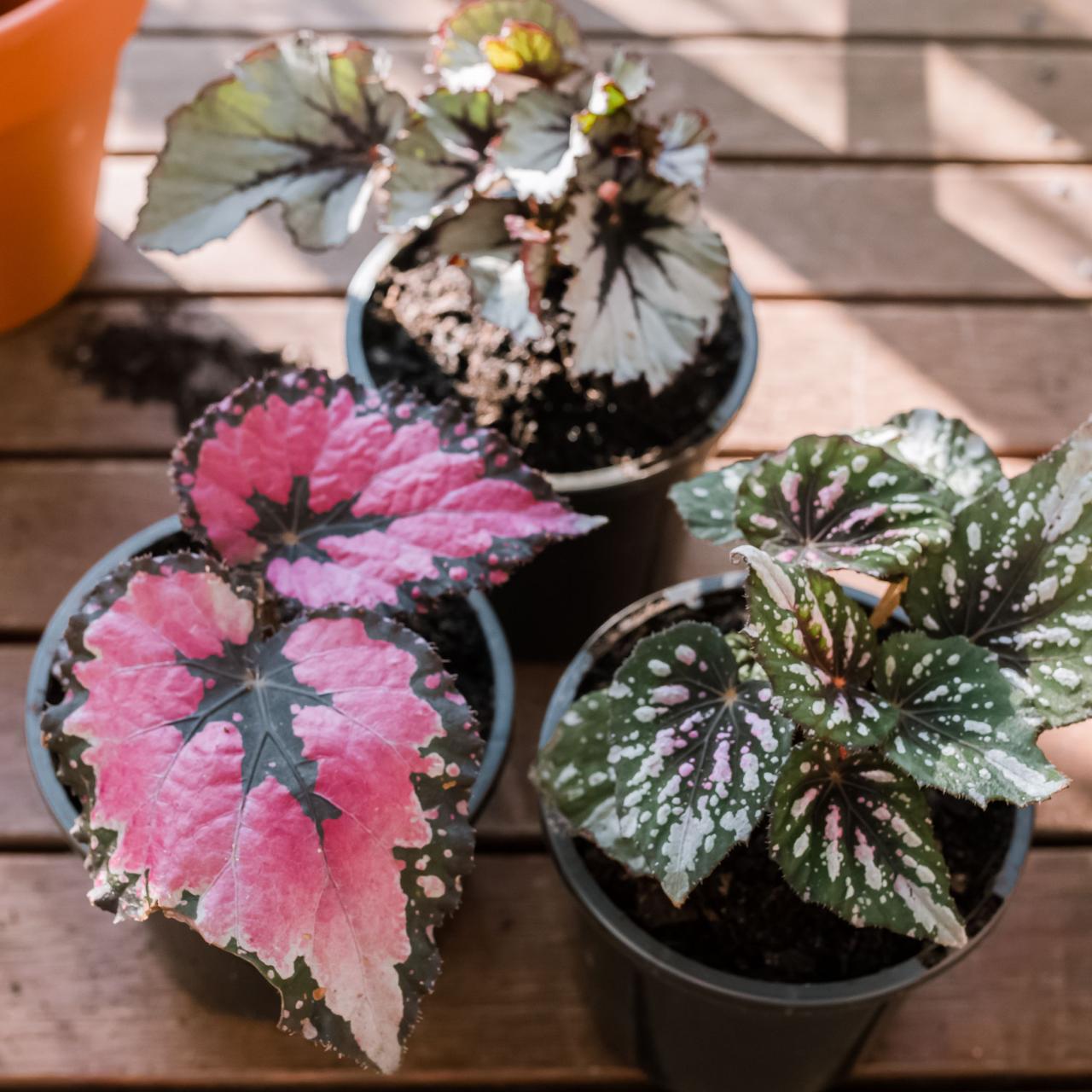 Rex Begonia Care - Ken Matthews Garden Center