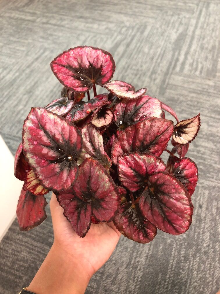 Rex Begonia, Furniture & Home Living, Gardening, Plants & Seeds on Carousell