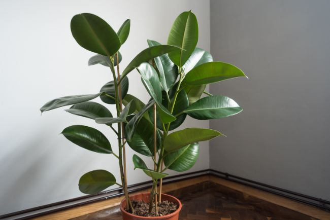 rubber plant ficus elastica best houseplants for beginners