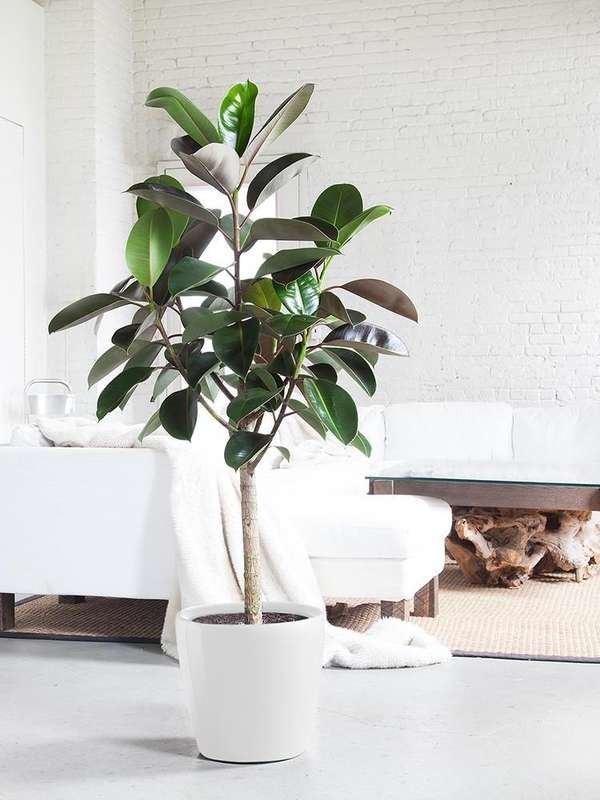 Rubber Tree Large Houseplant