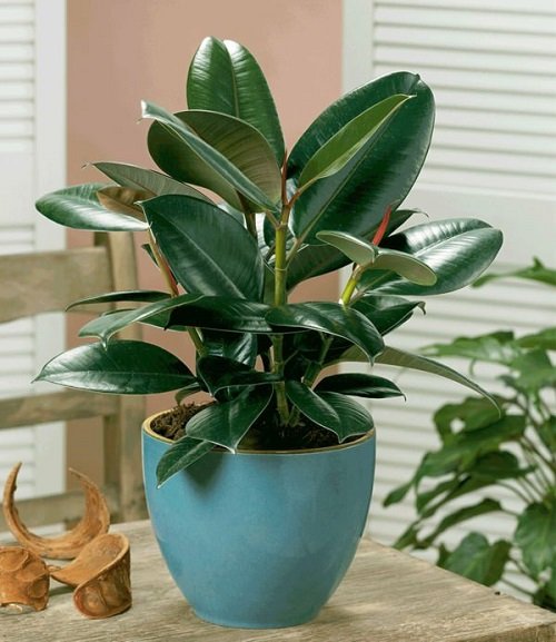 21 Easiest Houseplants | Easiest Indoor Plants to Take Care Of 7