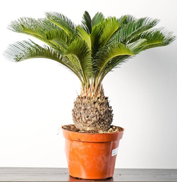 sago_palm