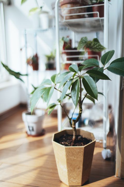 schefflera leaves