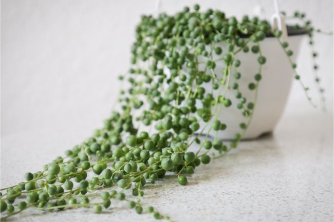 string of pearls plant good small hanging indoor plant