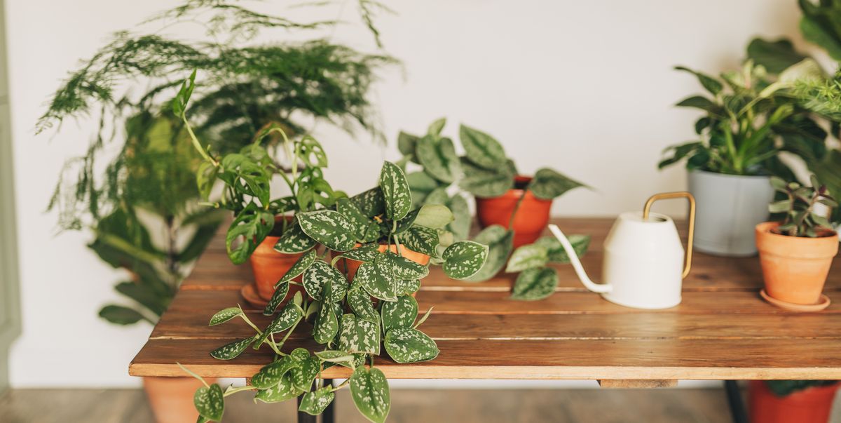 side view of new furniture, wooden countertop, gas stove, built in oven equipment, cooking hood, kitchenware supplies, houseplant in flower pot at kitchen in apartment with modern interior