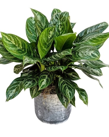 Aglaonema (Chinese Evergreen) in Wellington FL - Wellington Florist