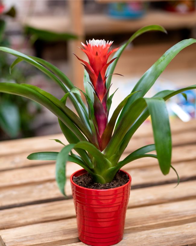 bromeliad small houseplant