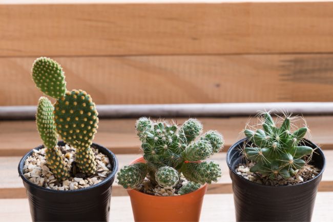 3 small cacti on a shelf