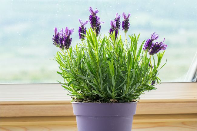 small lavender houseplant