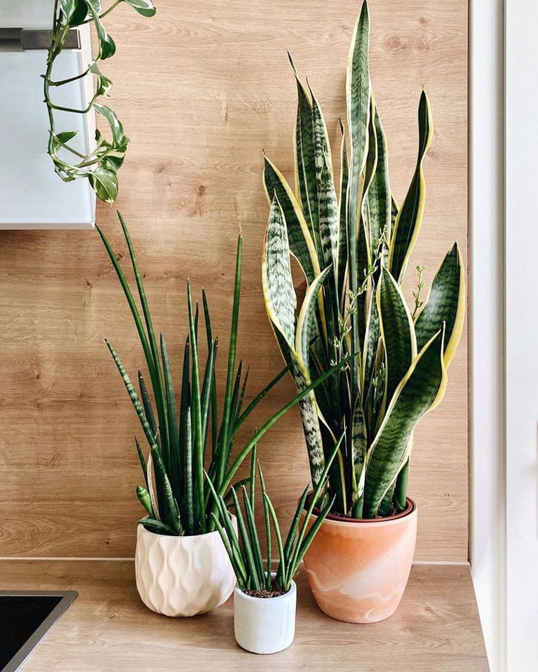 Snake Plant Care & 5 Amazing Benefits of Sansevieria - A Piece Of Rainbow