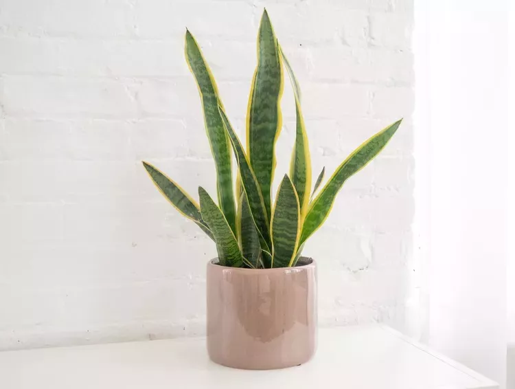 Snake plant in a pink pot against a white brick wall