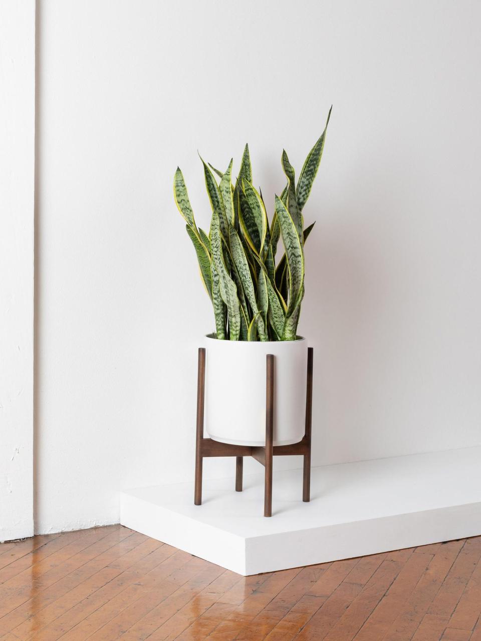 Large Snake Plant Laurentii With Mid-Century Pot, potted plant, shipped by Léon & George