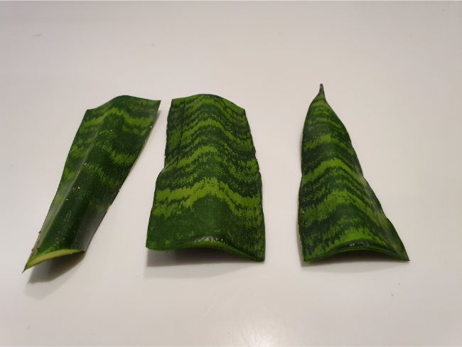 Snake plant leaf cuttings ready to be planted in soil