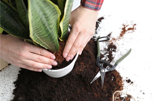 soil conditions for snake plant propagation