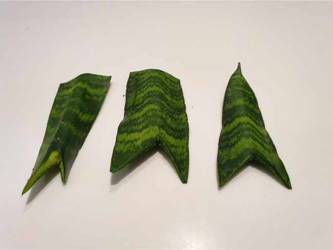 v shape cut in snake plant leaves