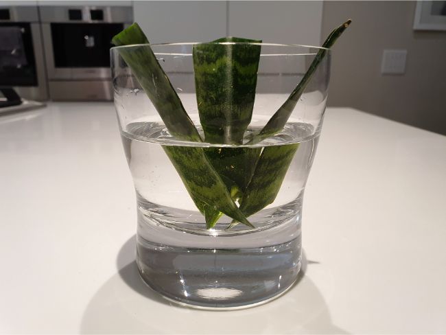 Snake plant propagation in water