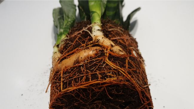 snake plant roots and rhizome ready for division