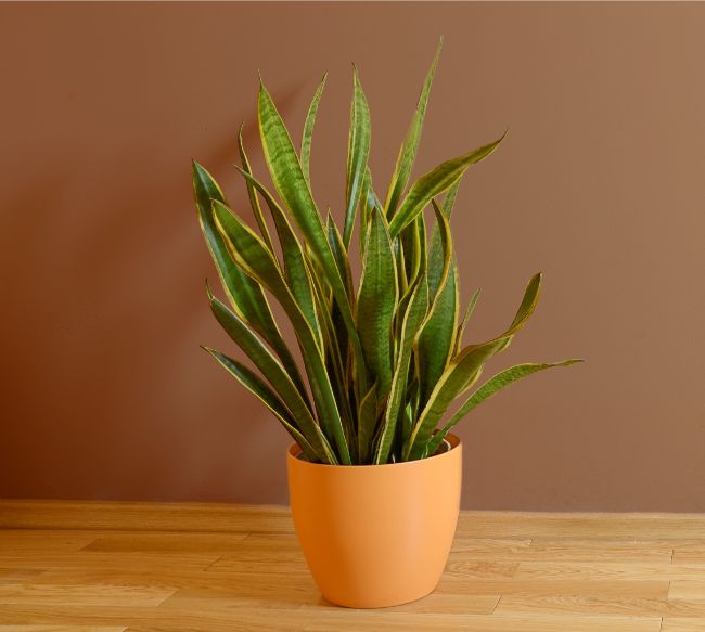 snake plant sansevieria trifasciata