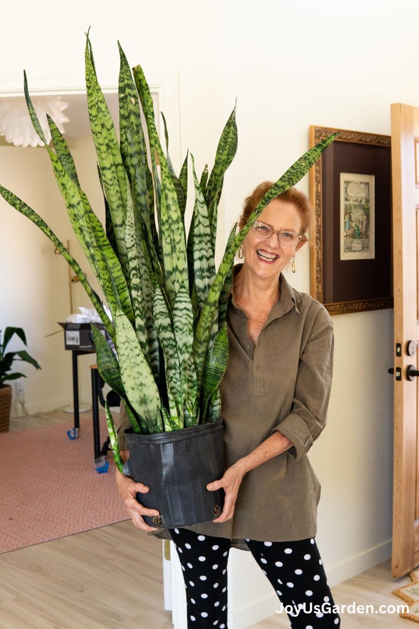 Snake Plant Care: How to Grow this Diehard Houseplant