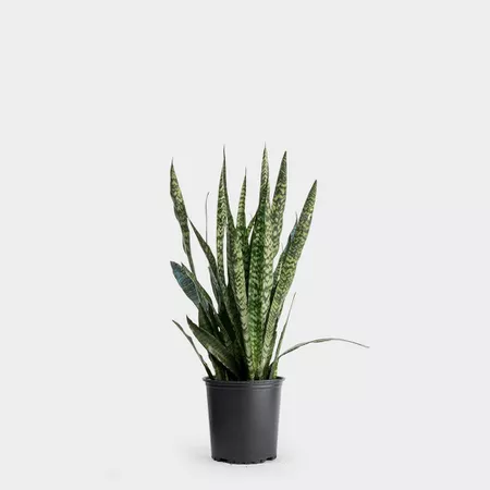 Snake plant in a black grower's pot