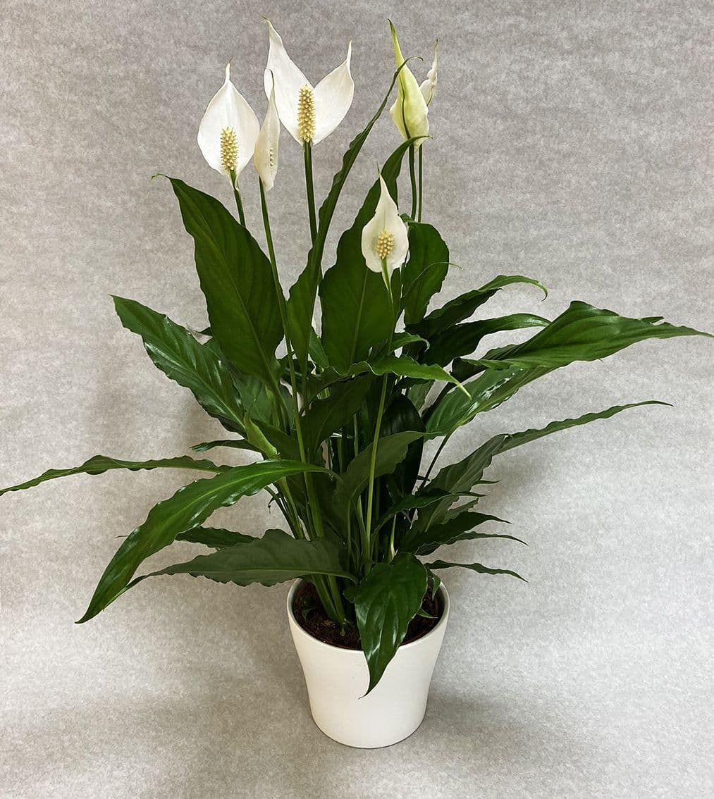 Send Spathiphyllum Peace Lily House Plant in Essex UK