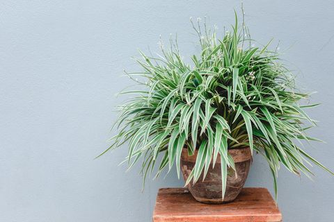 a potted spider plant placed on a bookshelf