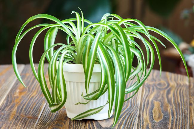 spider plant houseplants safe for cats