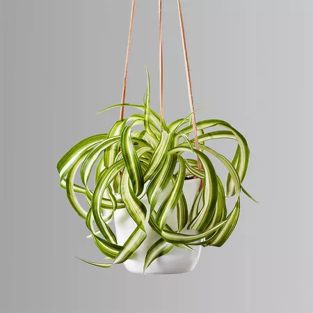 Spider plant in a white hanging planter