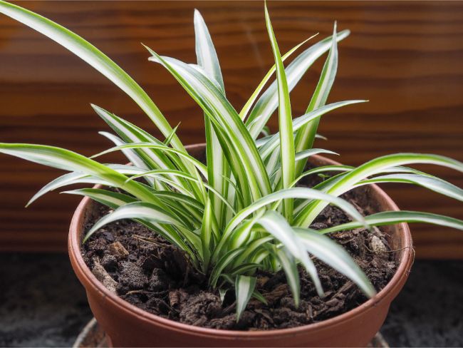 small spider plant to grow at home