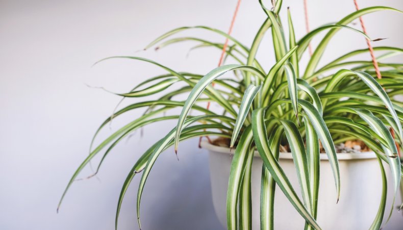 Spider plant