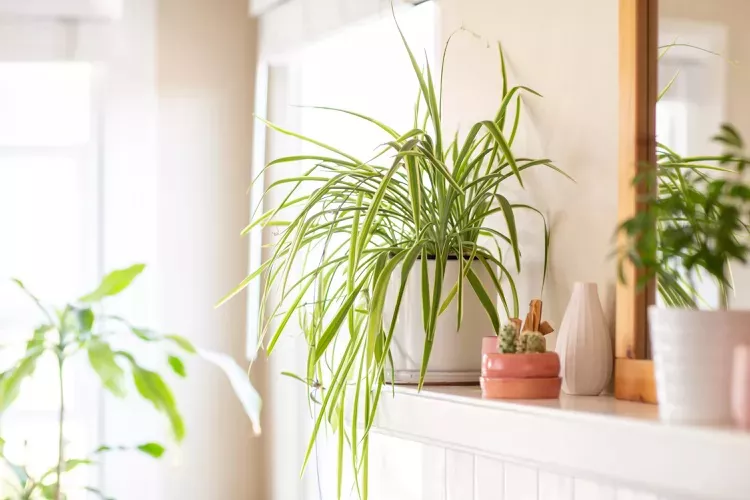 Spider plant in a white pot on a shelf near a mirror