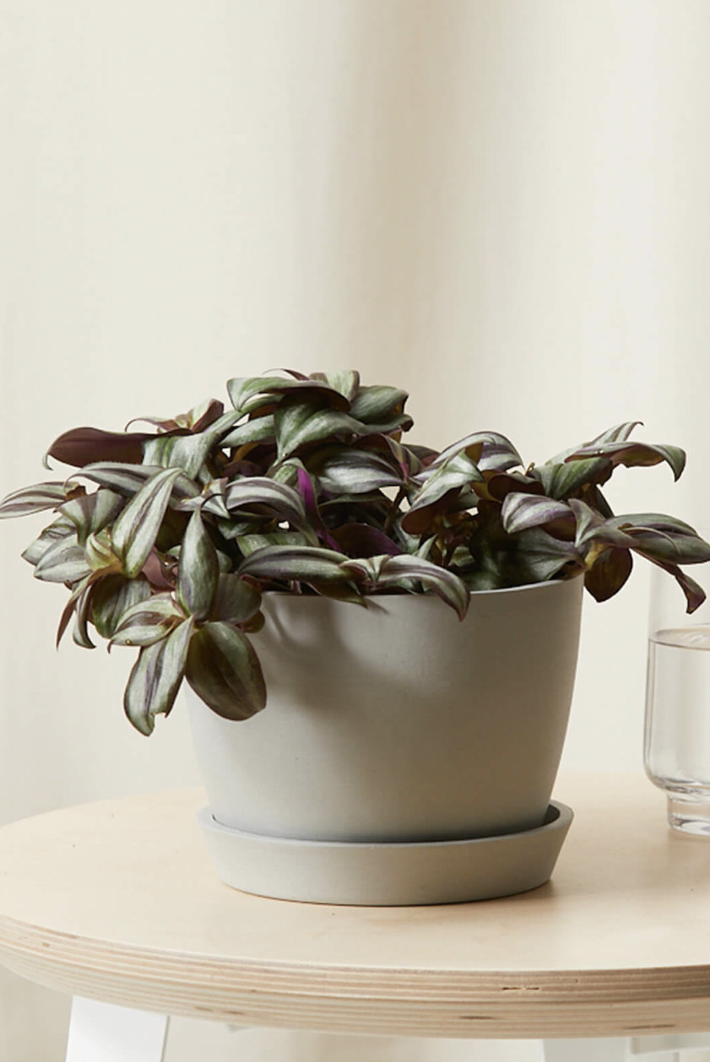 tradescantia