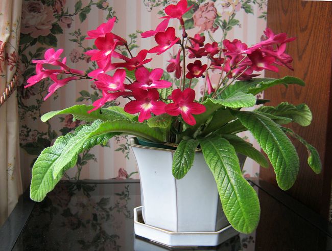 cape primrose streptocarpus small flowering houseplant