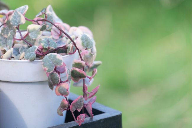 string of heart plant ceropegia woodii