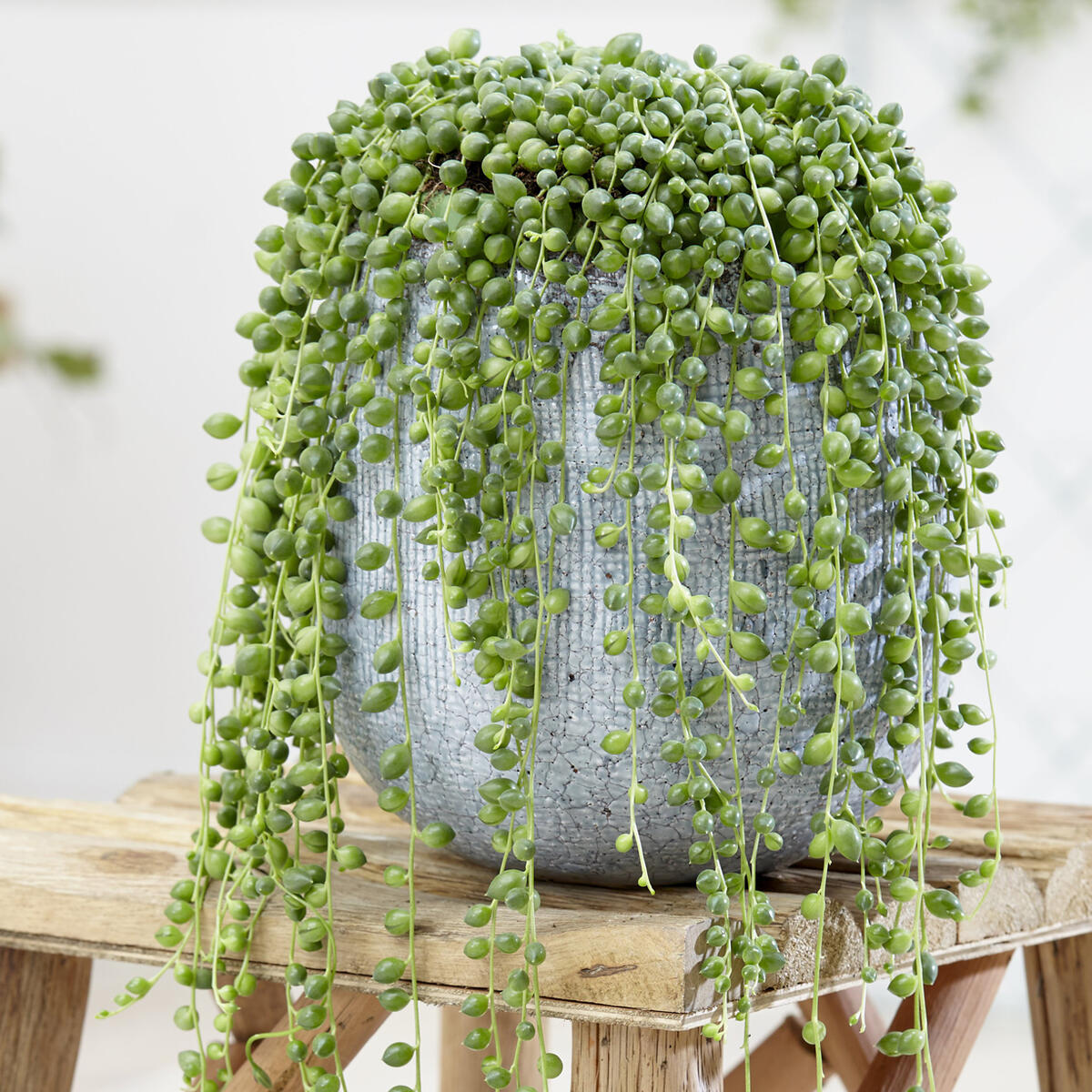 String-of-pearls: Care Tips - myGarden.com