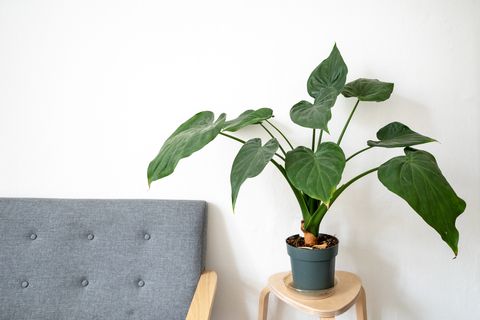 stylish minimal interior with simple sofa and indoor green house plant, philodendron, and white wall