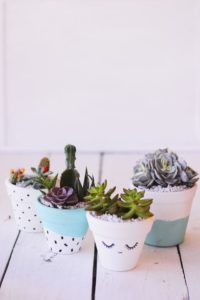 succulent plant decor idea 1