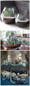 succulent plant decor idea 13