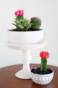 succulent plant decor idea 18