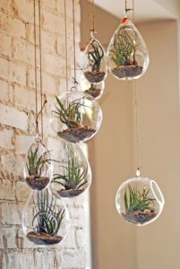 succulent plant decor idea 3