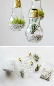 succulent plant decor idea 6