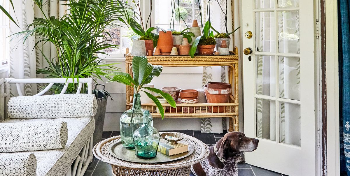 indoor flowering plants