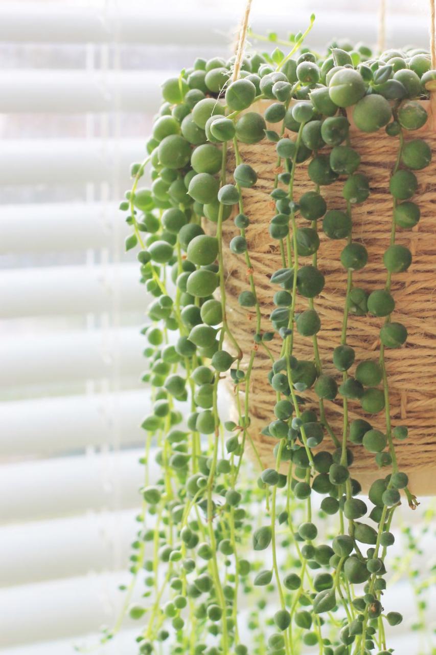 Tender and unusual. String-of-pearls. Weirdest amazing plants.