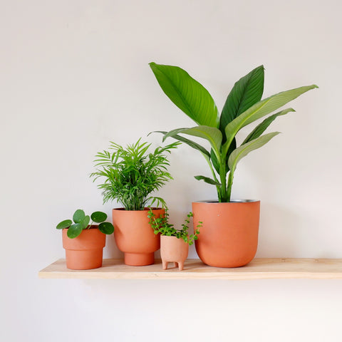 Plantify Terracotta pots planters