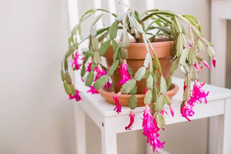 Flowering Christmas cactus sitting on a white wooden chair